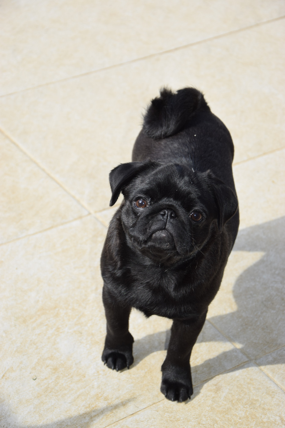 Sally des P'tits Sucres d'Orge