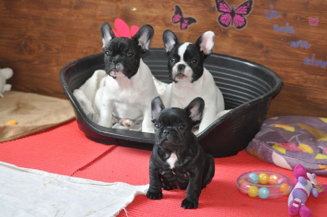 Des Legendes De Thor - Des nouvelles des chiots de Las Vegas