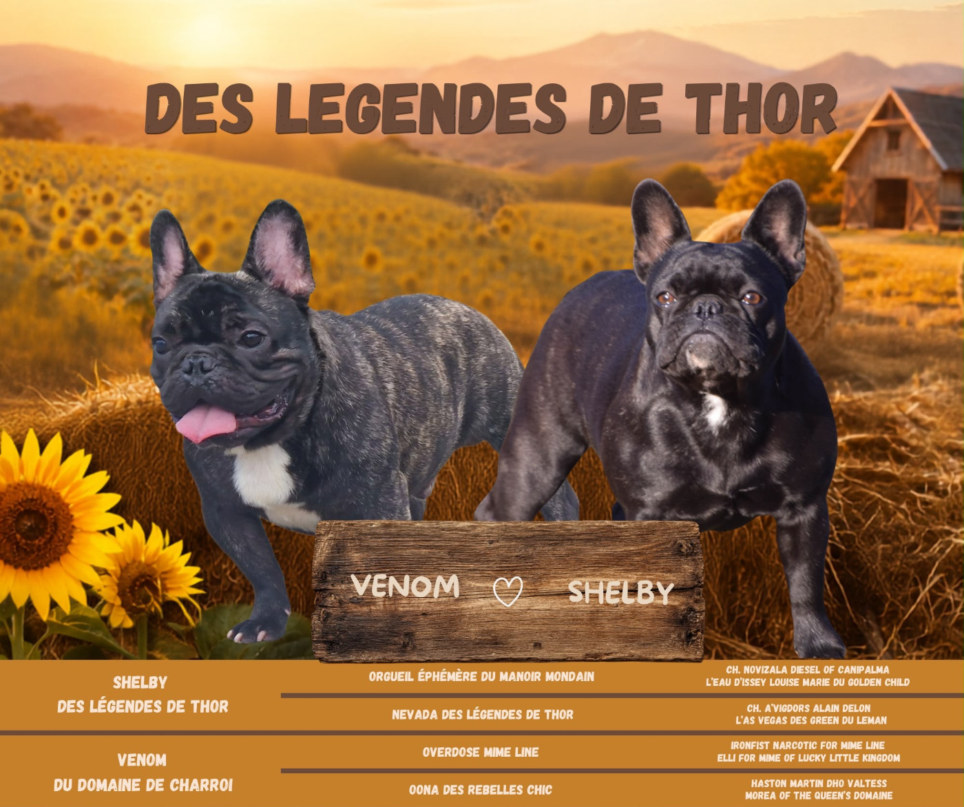 Shelby des Légendes de Thor & Vénom du domaine de charoi