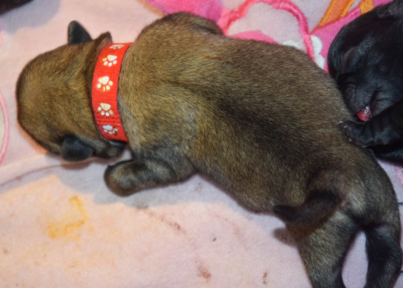 Des Legendes De Thor - Chiots disponibles - Carlin