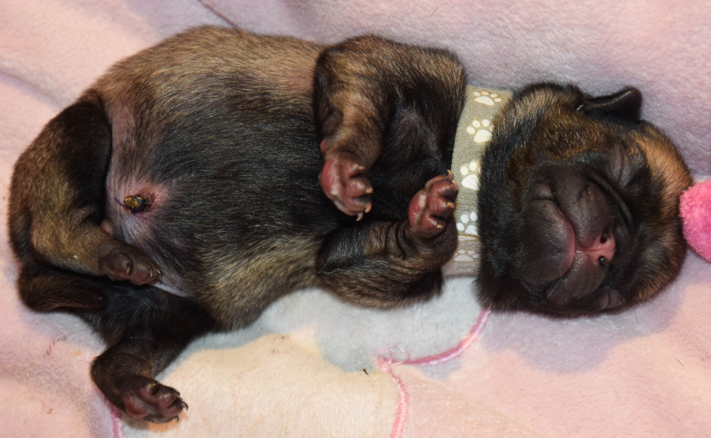 Des Legendes De Thor - Chiots disponibles - Carlin