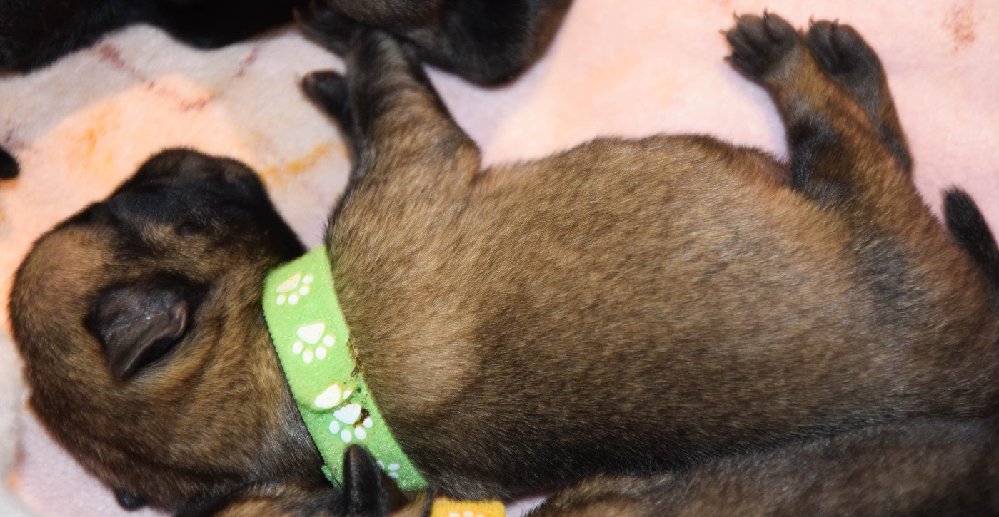 Des Legendes De Thor - Chiots disponibles - Carlin