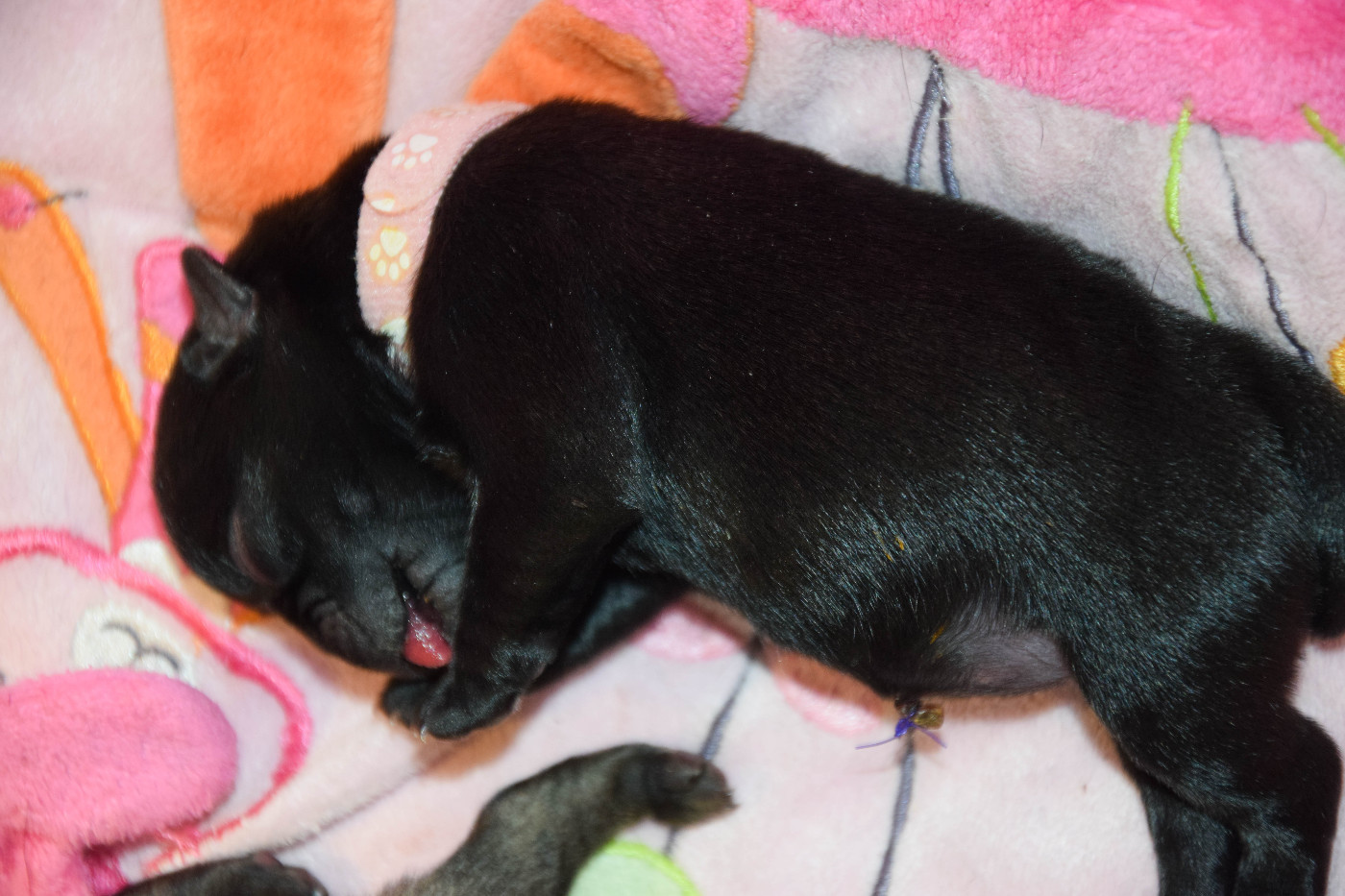 Des Legendes De Thor - Chiots disponibles - Carlin