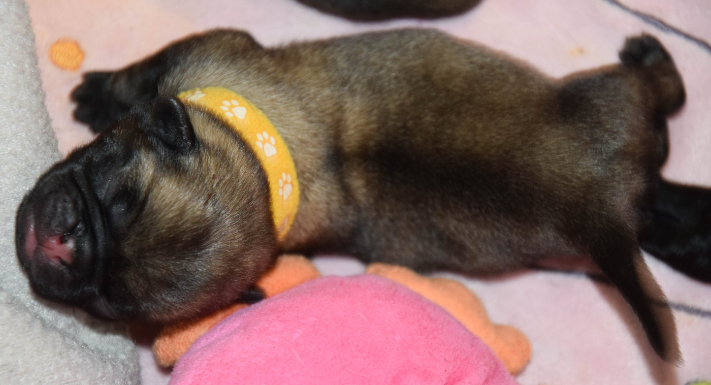 Des Legendes De Thor - Chiots disponibles - Carlin