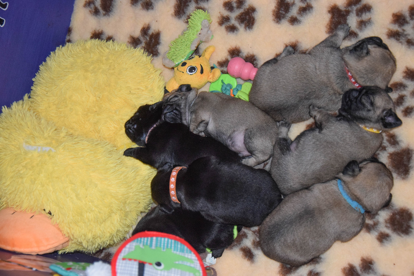 Des Legendes De Thor - Carlin - Portée née le 10/03/2026