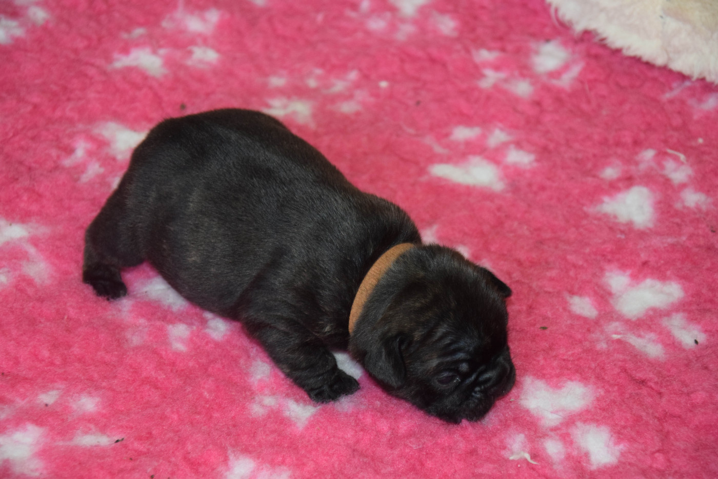 Chiot Bouledogue français Des Legendes De Thor