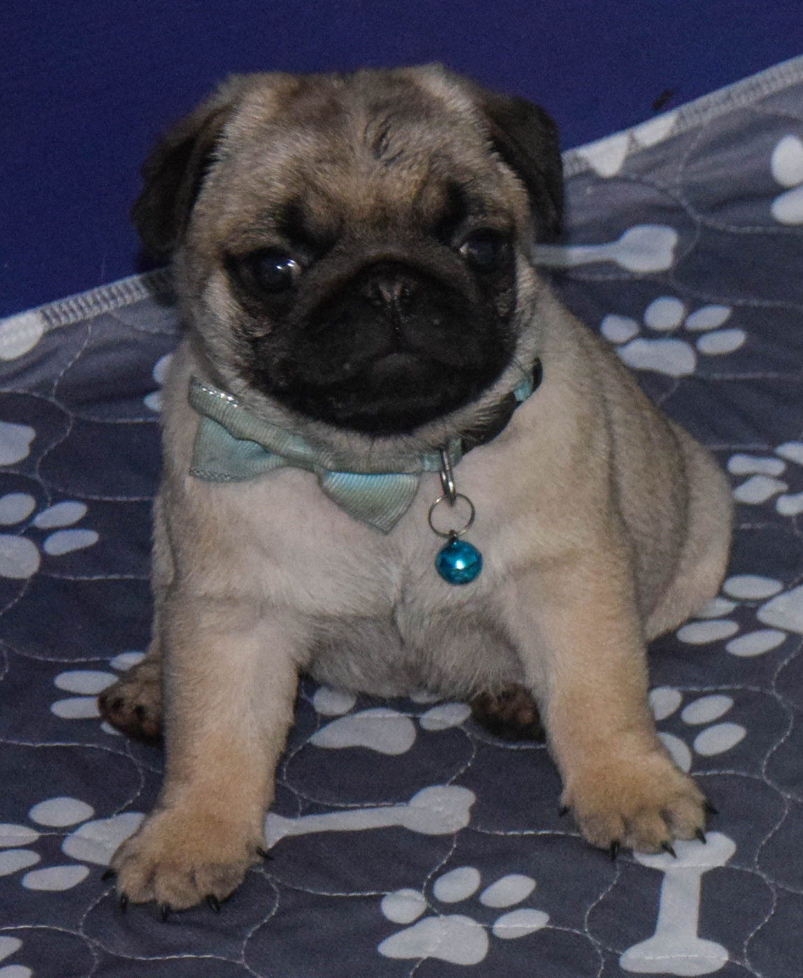 Des Legendes De Thor - Chiots disponibles - Carlin