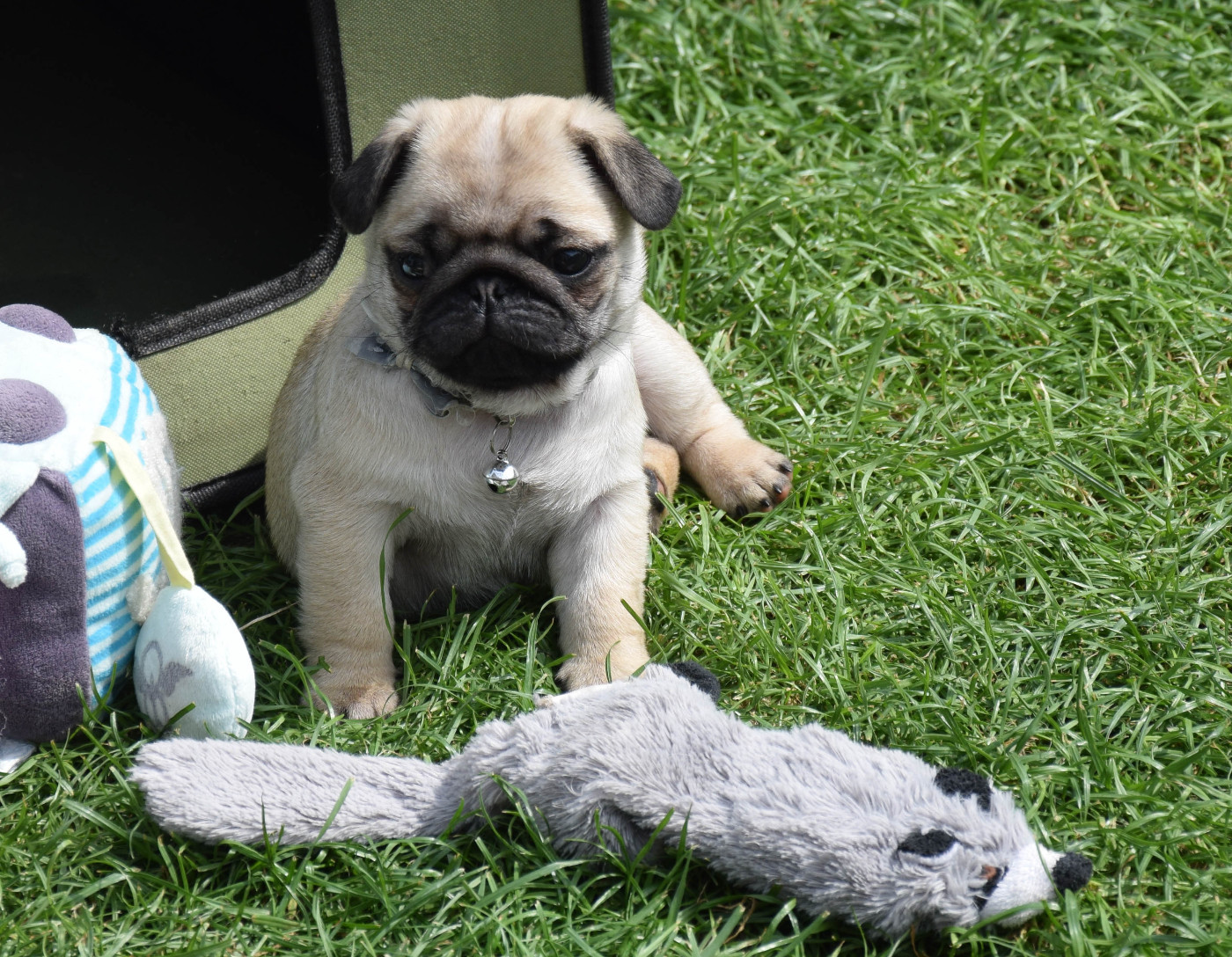 Des Legendes De Thor - Chiots disponibles - Carlin