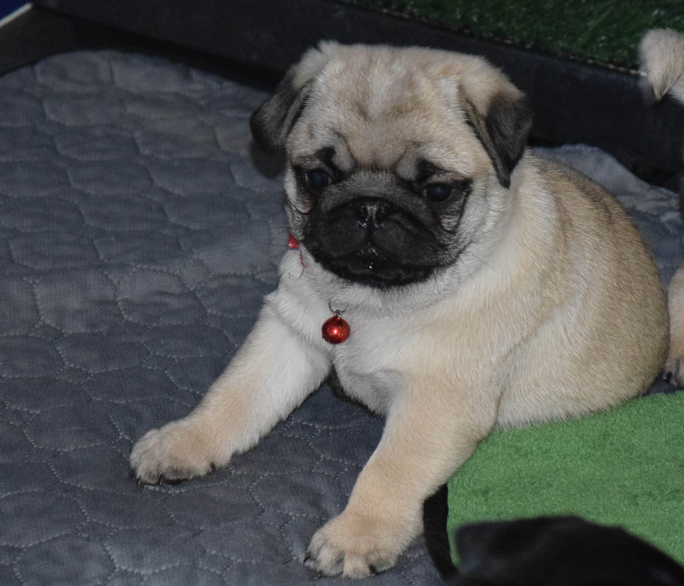 Des Legendes De Thor - Chiots disponibles - Carlin