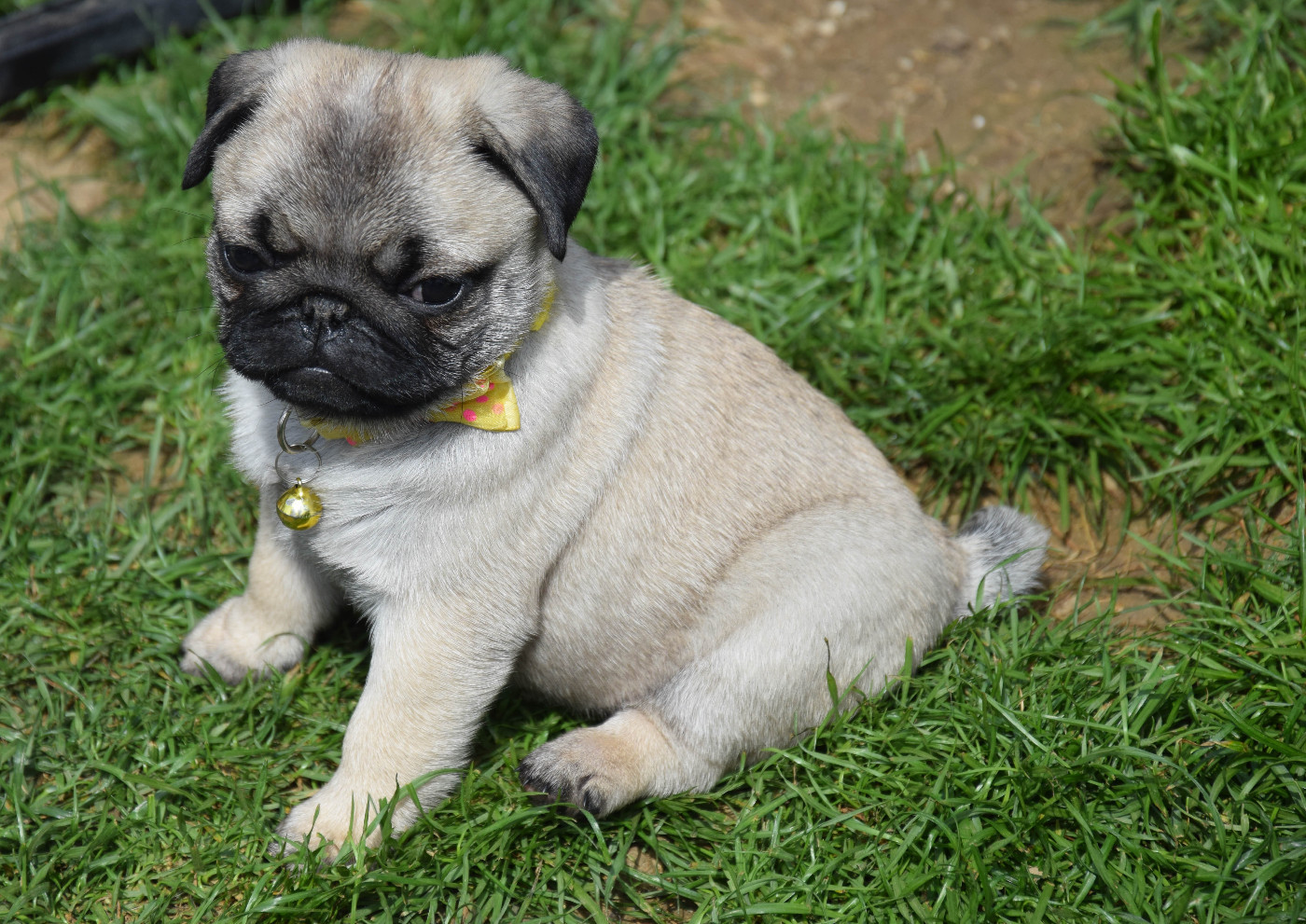 Des Legendes De Thor - Chiots disponibles - Carlin