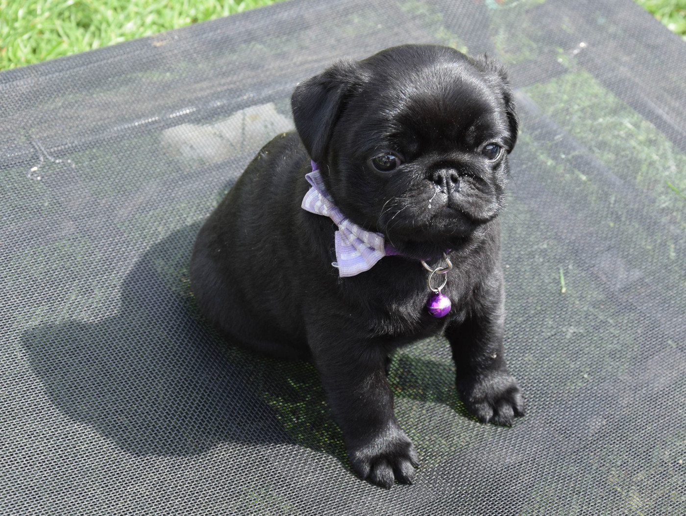 Des Legendes De Thor - Chiots disponibles - Carlin