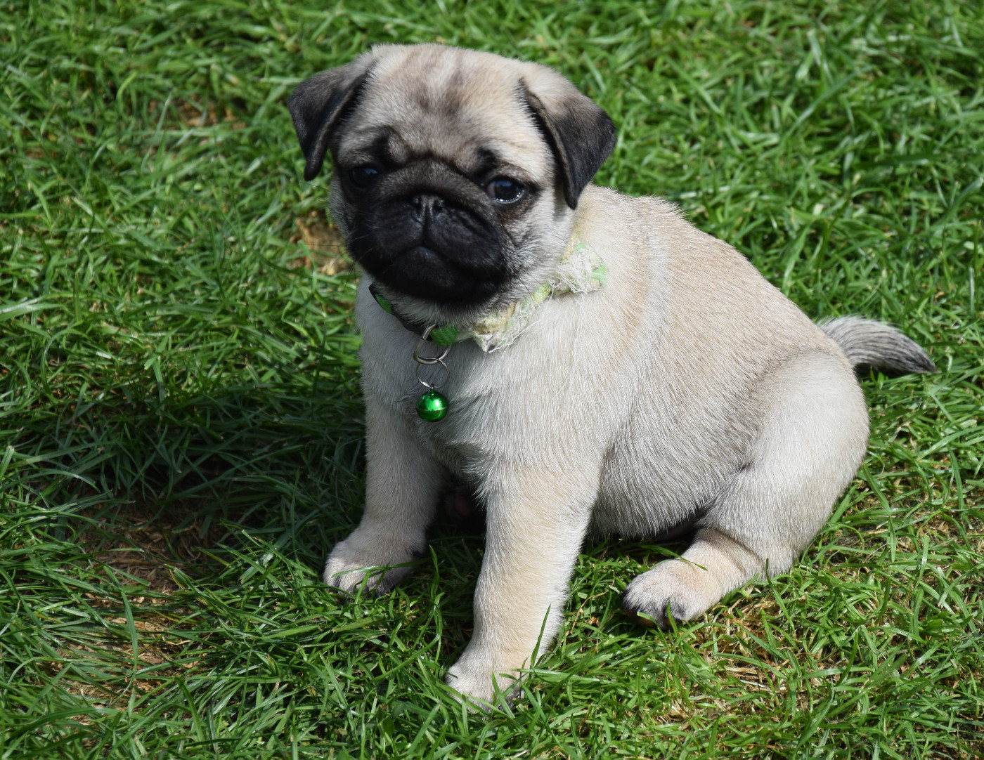 Des Legendes De Thor - Chiots disponibles - Carlin