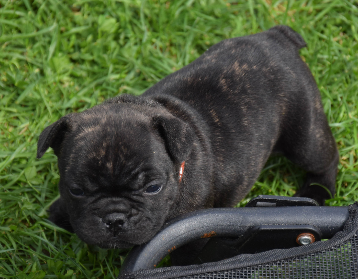 Des Legendes De Thor - Chiots disponibles - Bouledogue français