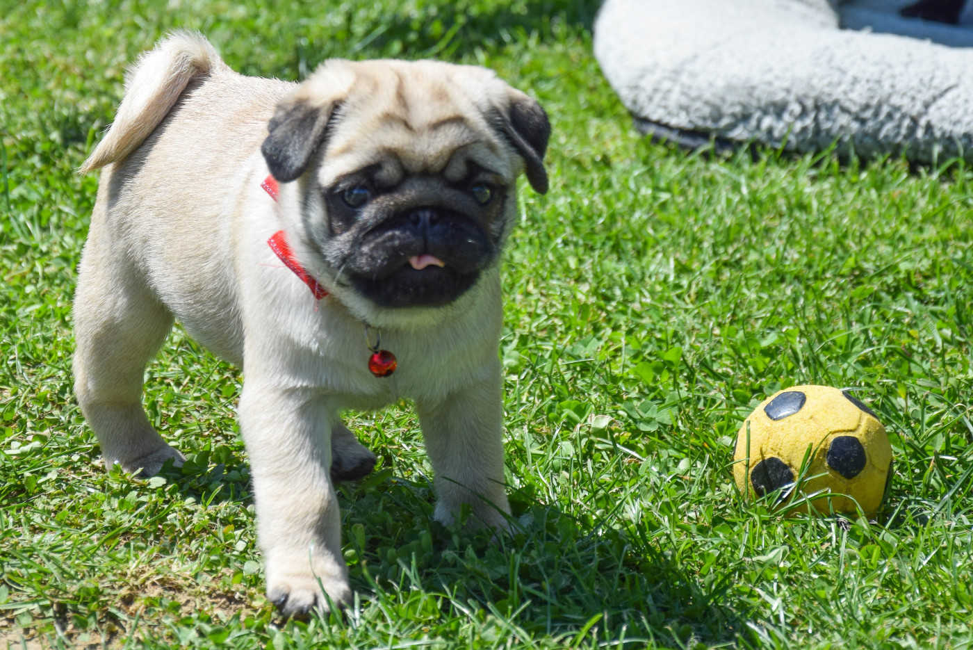 Des Legendes De Thor - Chiots disponibles - Carlin