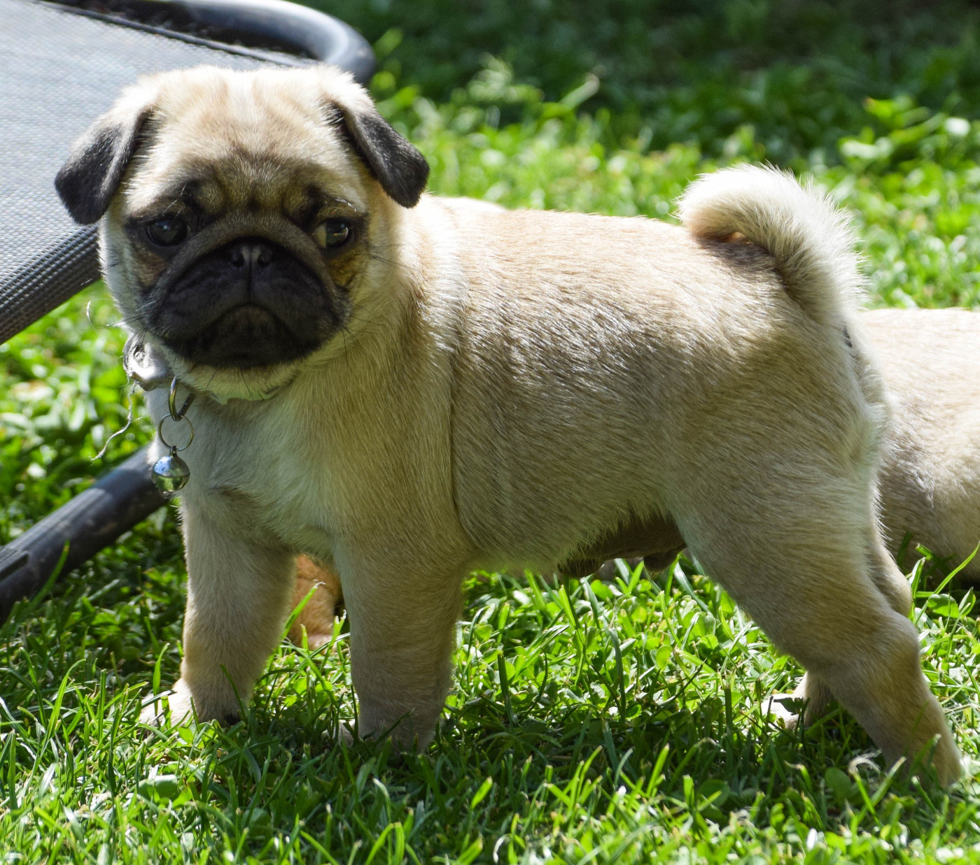 Des Legendes De Thor - Chiots disponibles - Carlin