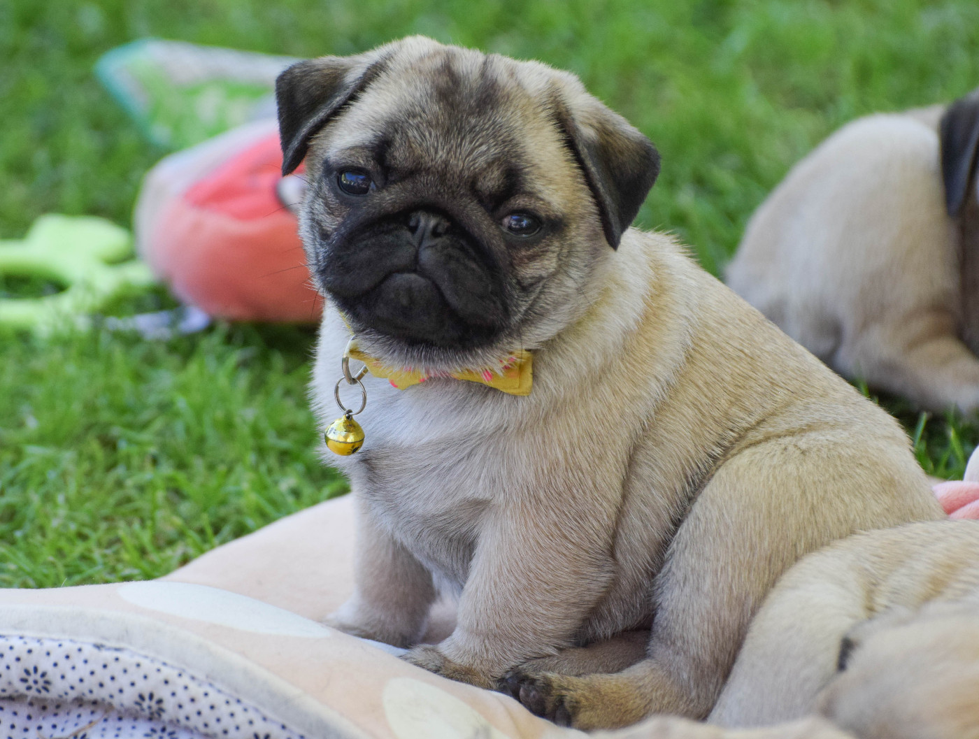 Des Legendes De Thor - Chiots disponibles - Carlin