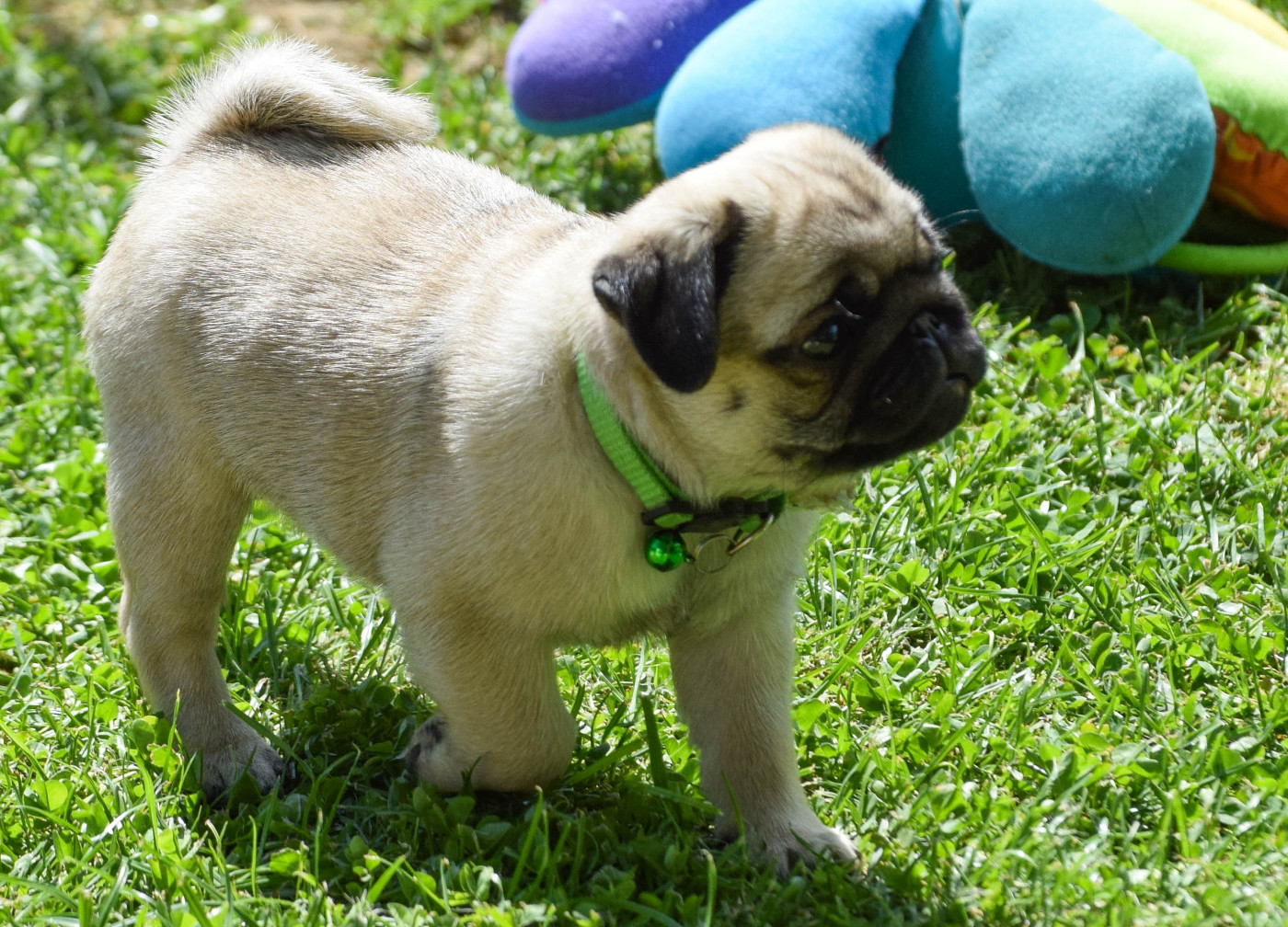 Des Legendes De Thor - Chiots disponibles - Carlin