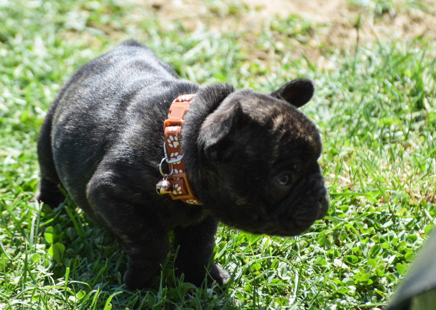 Des Legendes De Thor - Chiots disponibles - Bouledogue français