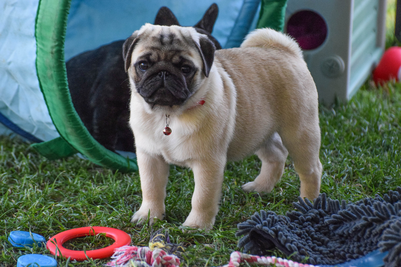 Des Legendes De Thor - Chiots disponibles - Carlin