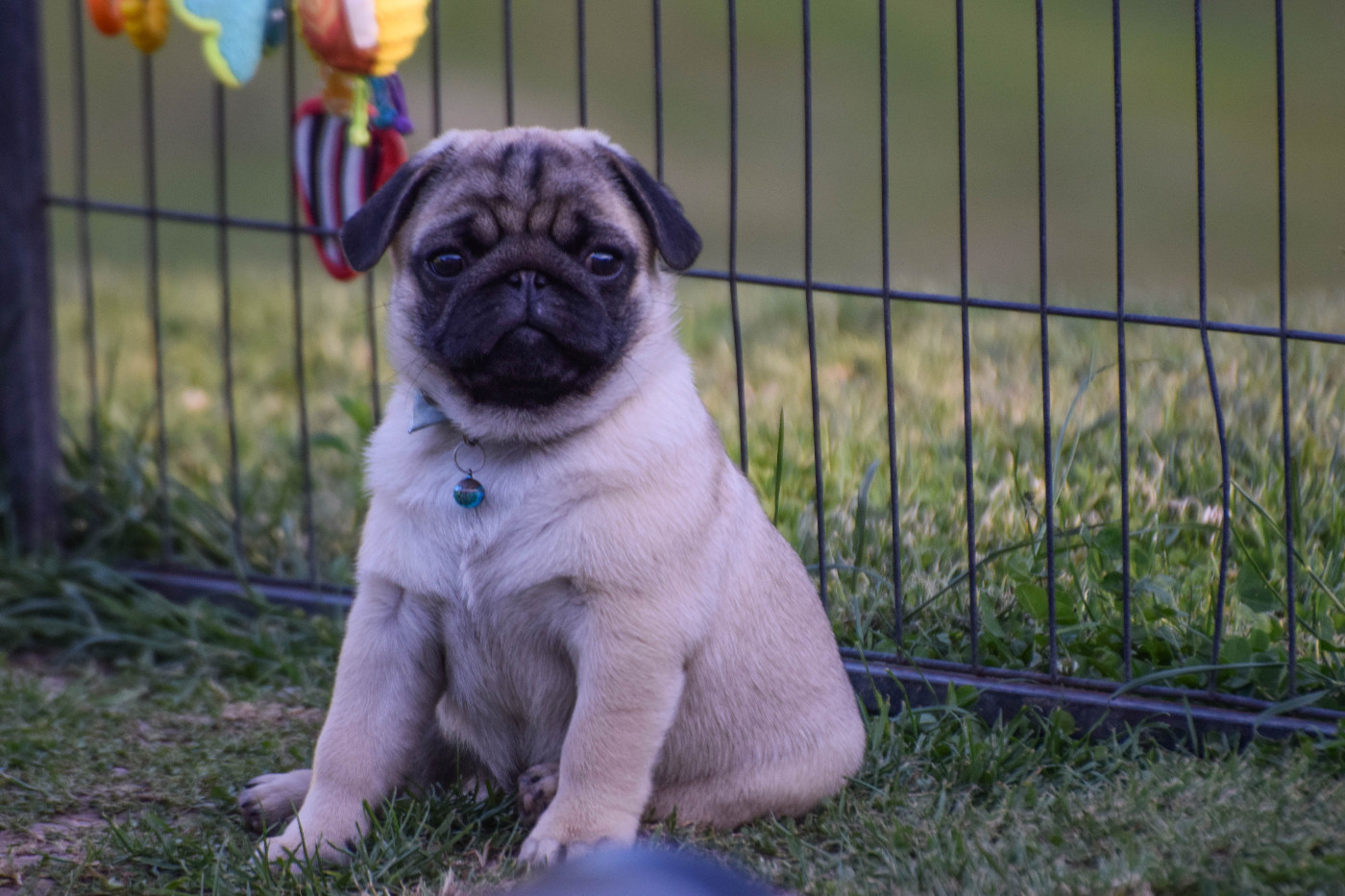 Des Legendes De Thor - Chiots disponibles - Carlin