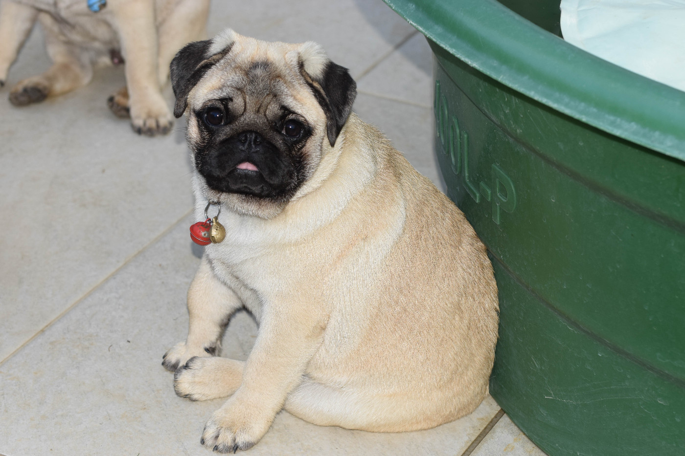 Des Legendes De Thor - Chiots disponibles - Carlin
