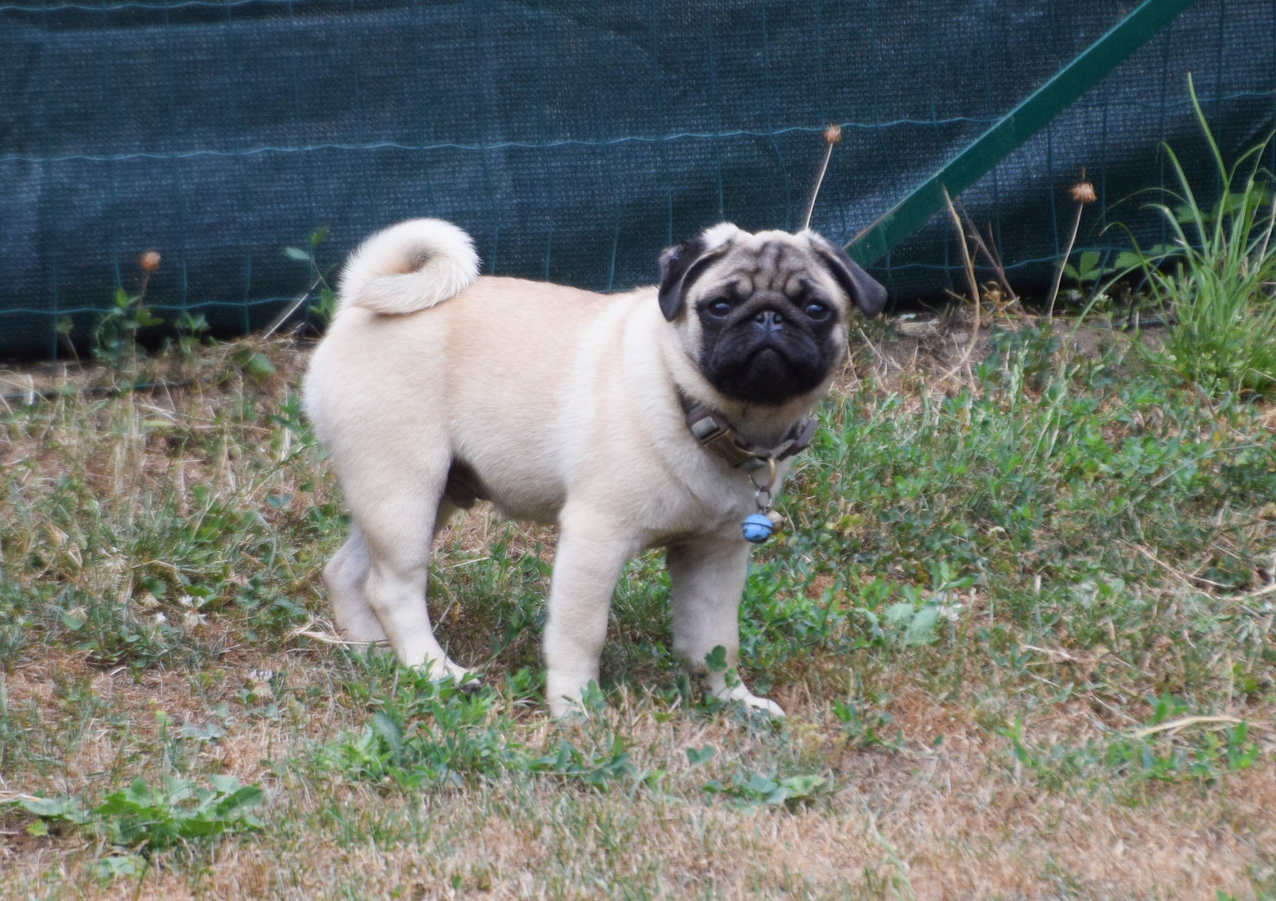 Des Legendes De Thor - Chiots disponibles - Carlin