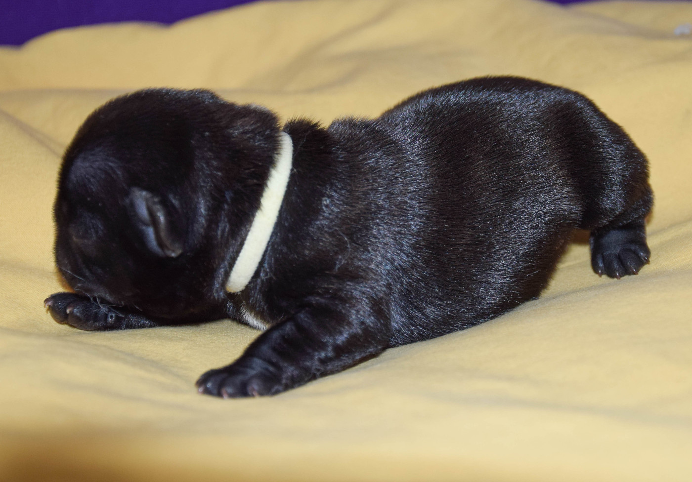 Des Legendes De Thor - Chiots disponibles - Bouledogue français