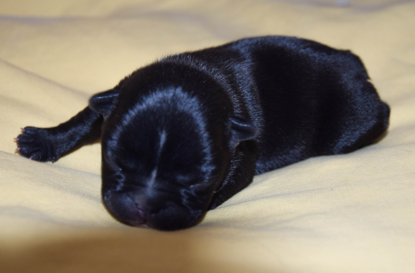 Des Legendes De Thor - Chiots disponibles - Bouledogue français