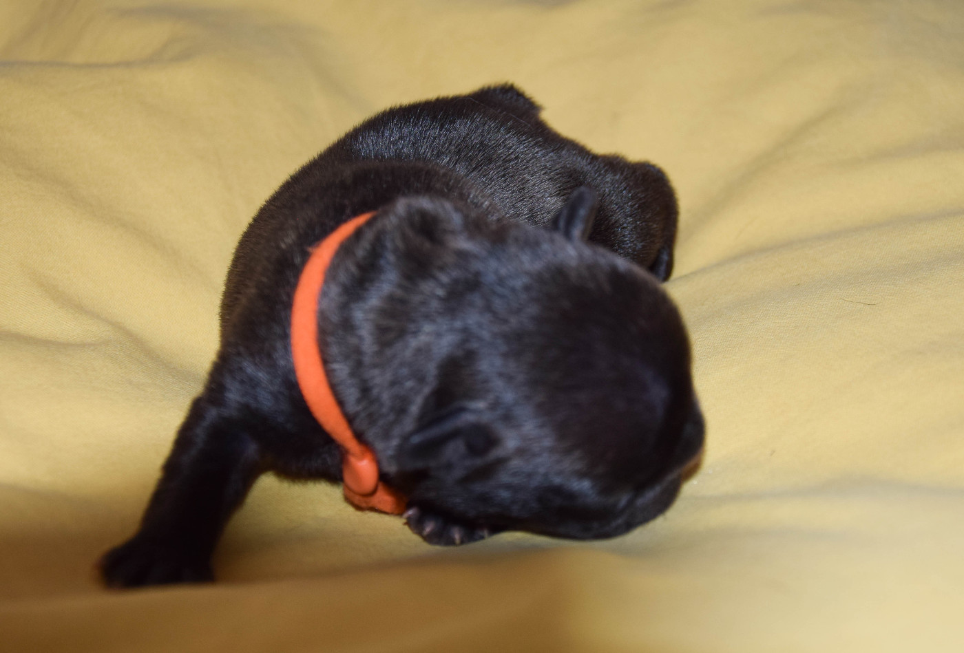 Des Legendes De Thor - Chiots disponibles - Bouledogue français