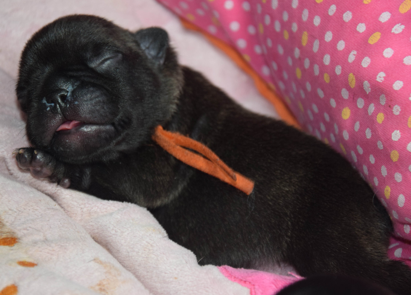 Des Legendes De Thor - Chiots disponibles - Bouledogue français