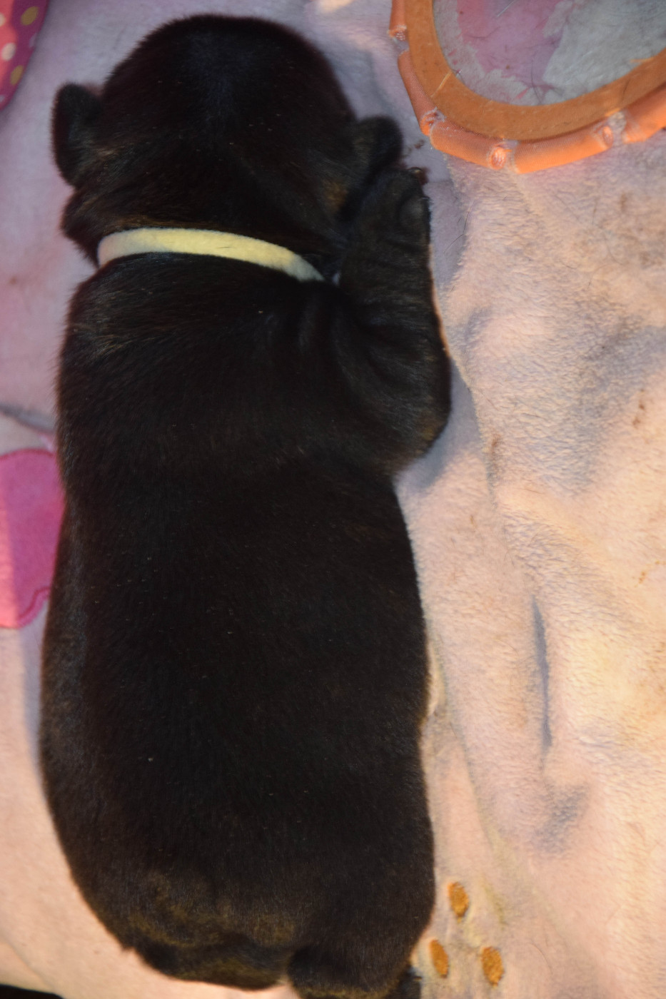 Des Legendes De Thor - Chiots disponibles - Bouledogue français