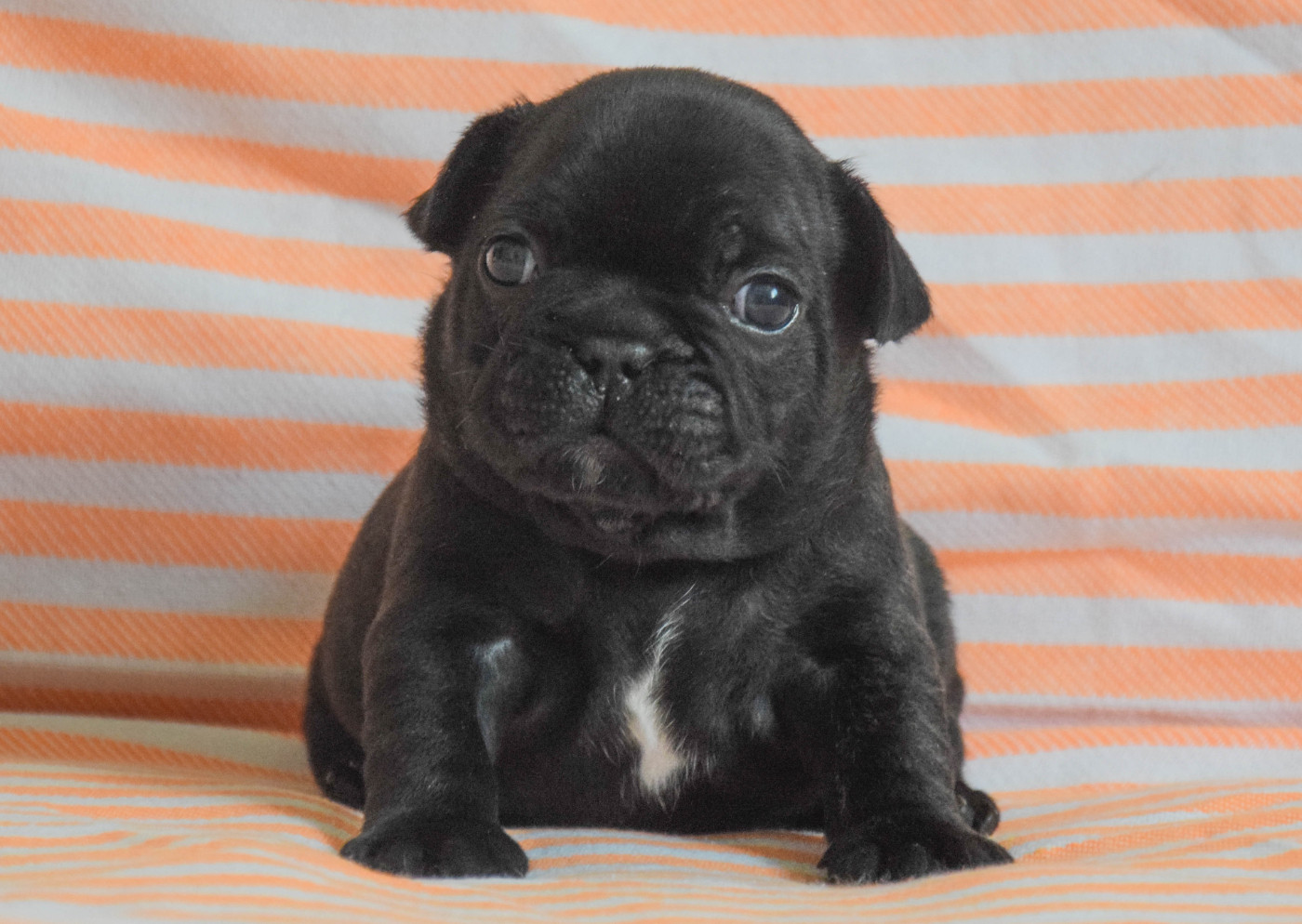 Des Legendes De Thor - Verfügbare Welpen - Bouledogue français