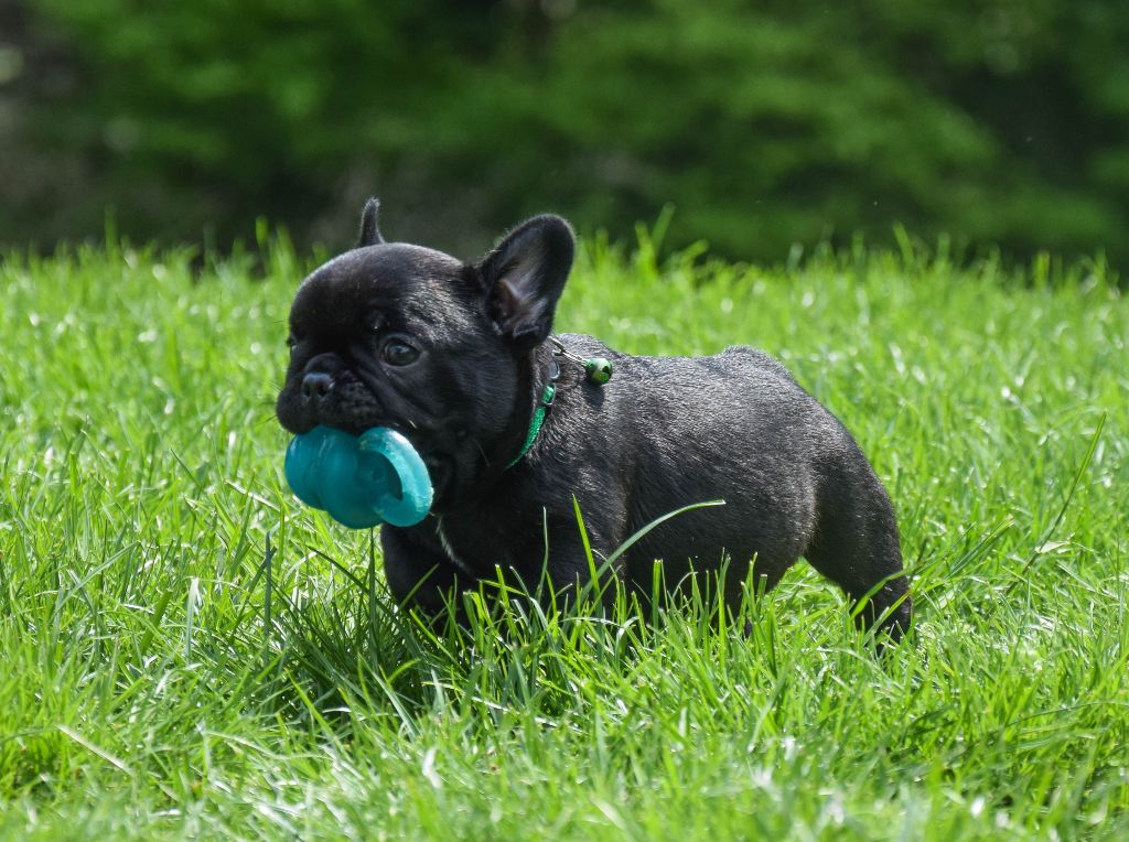 Des Legendes De Thor - Chiots disponibles - Bouledogue français