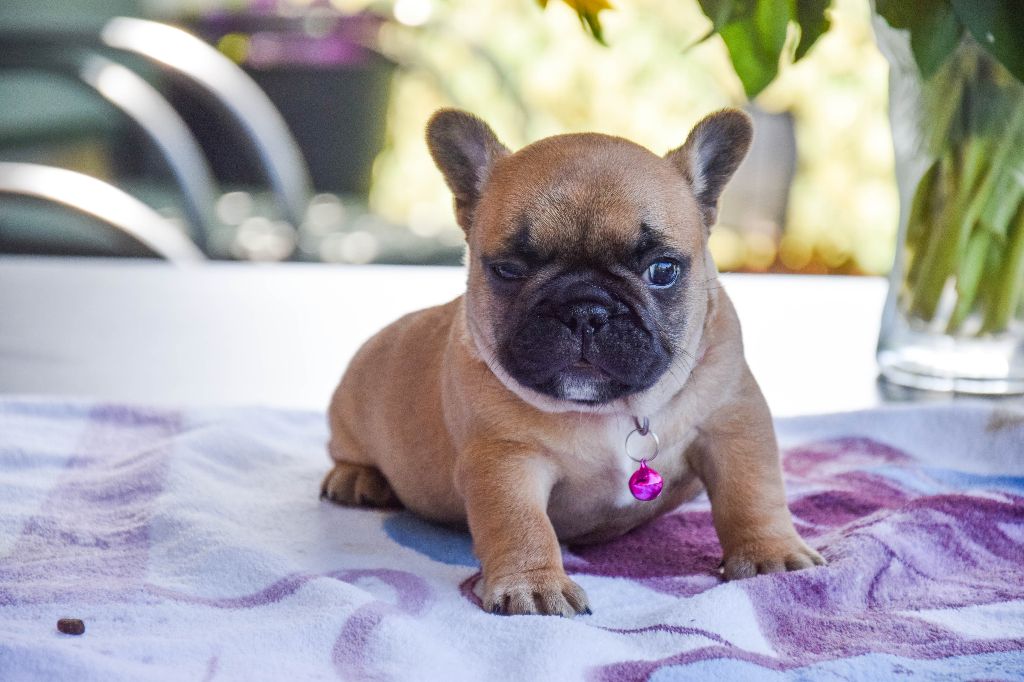 Des Legendes De Thor - Chiots disponibles - Bouledogue français