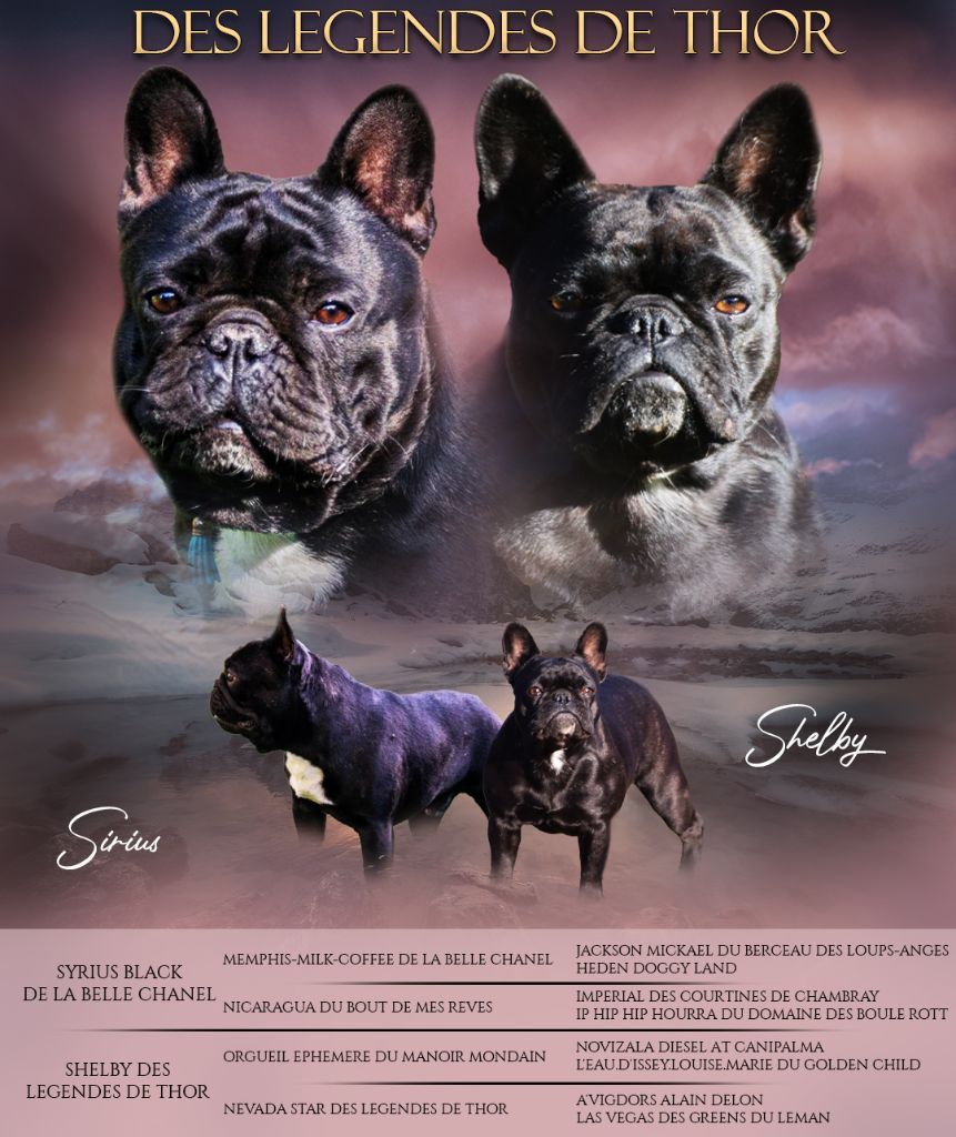 Des Legendes De Thor - Bouledogue français - Portée née le 12/07/2025