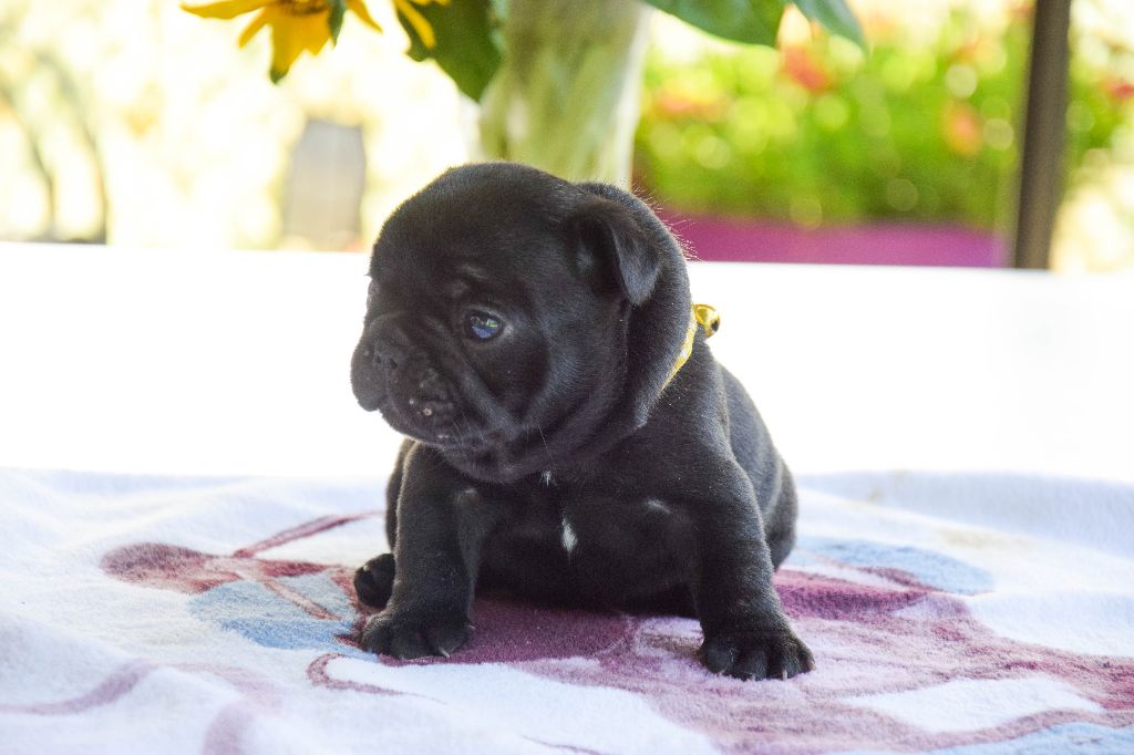 Des Legendes De Thor - Chiots disponibles - Bouledogue français