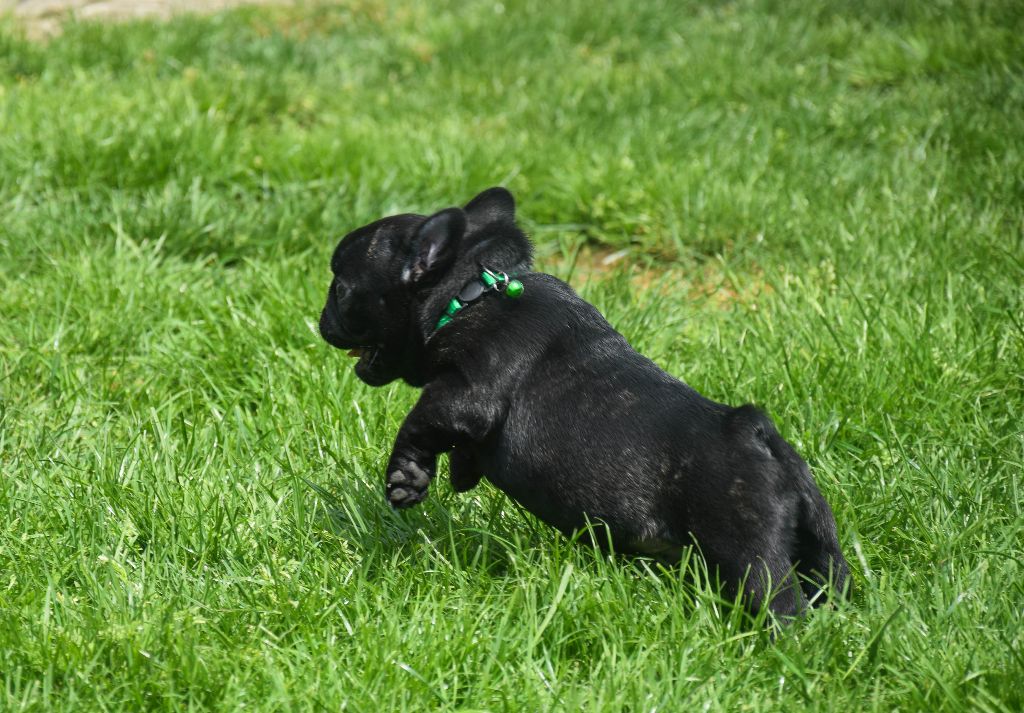 Des Legendes De Thor - Chiots disponibles - Bouledogue français
