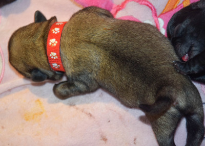 Bill Baxter (Collier Rouge)