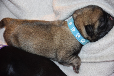 Baloo (Collier Bleu)