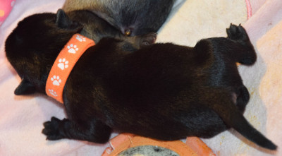 Black Jack (Collier Orange)