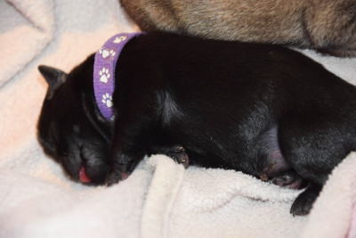 Brooklin (Collier Violet)