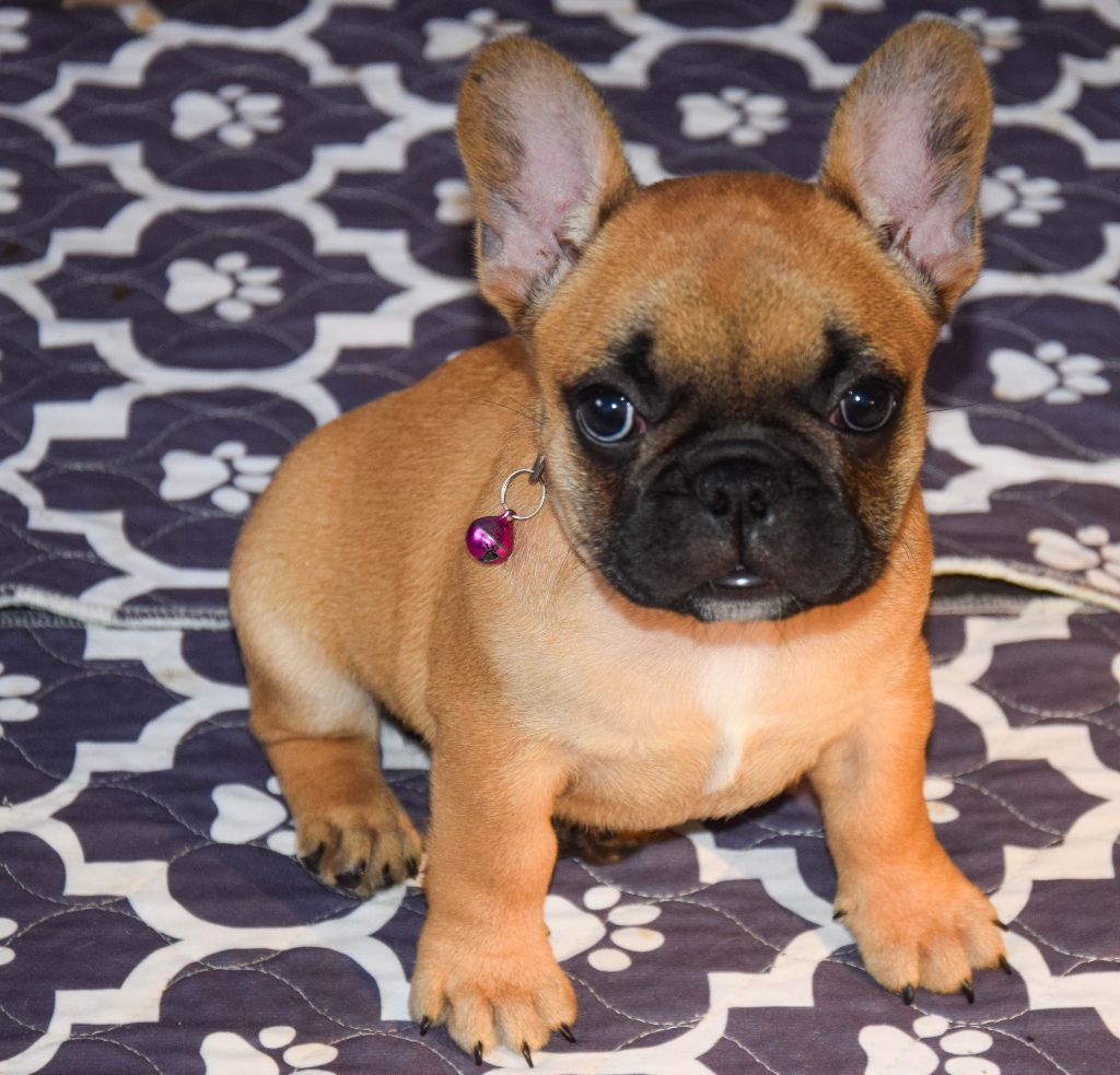 Des Legendes De Thor - Chiots disponibles - Bouledogue français