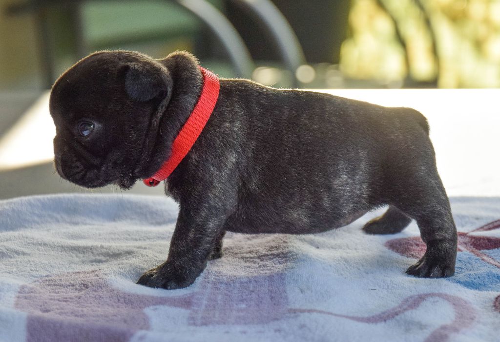 Des Legendes De Thor - Chiots disponibles - Bouledogue français