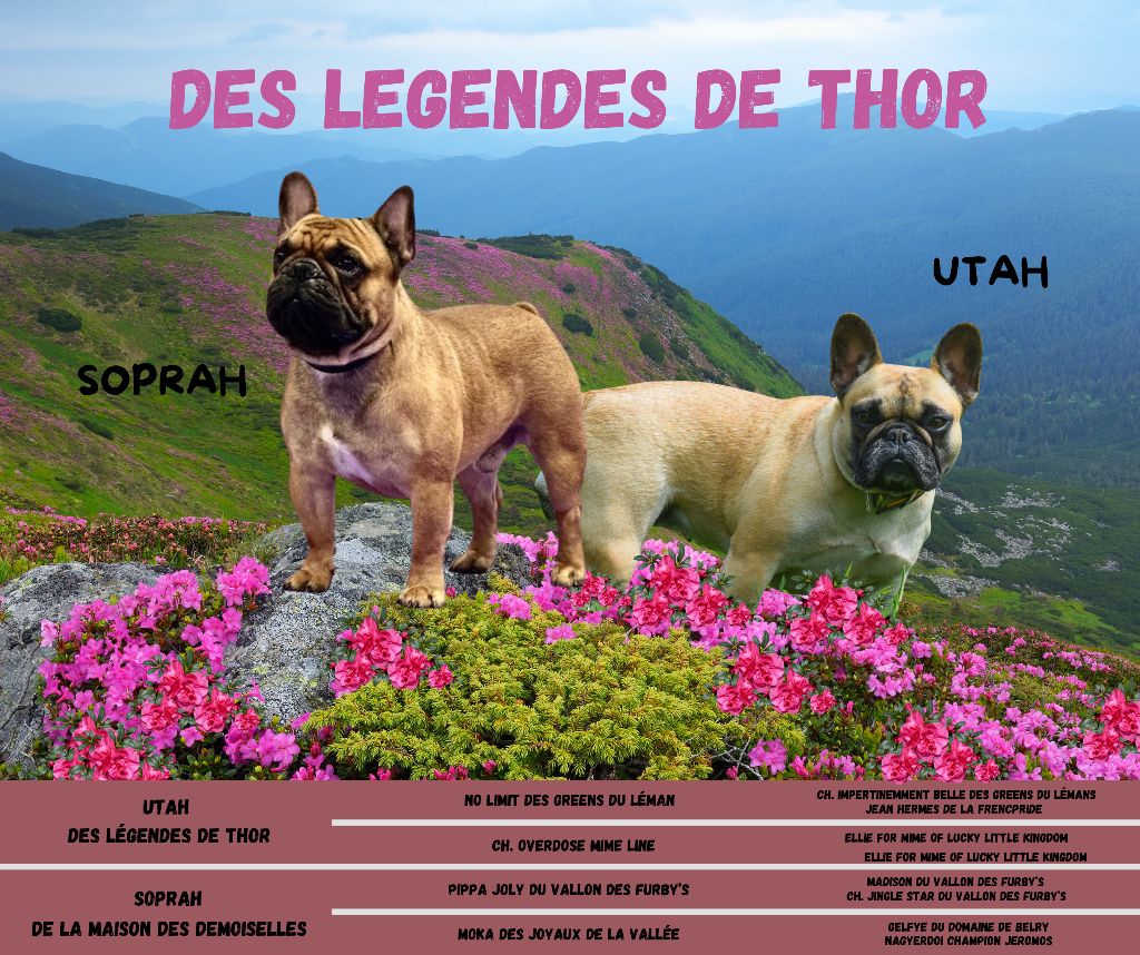 Des Legendes De Thor - Bouledogue français - Portée née le 05/07/2025